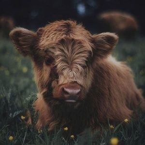 Meet your Posher, Ana